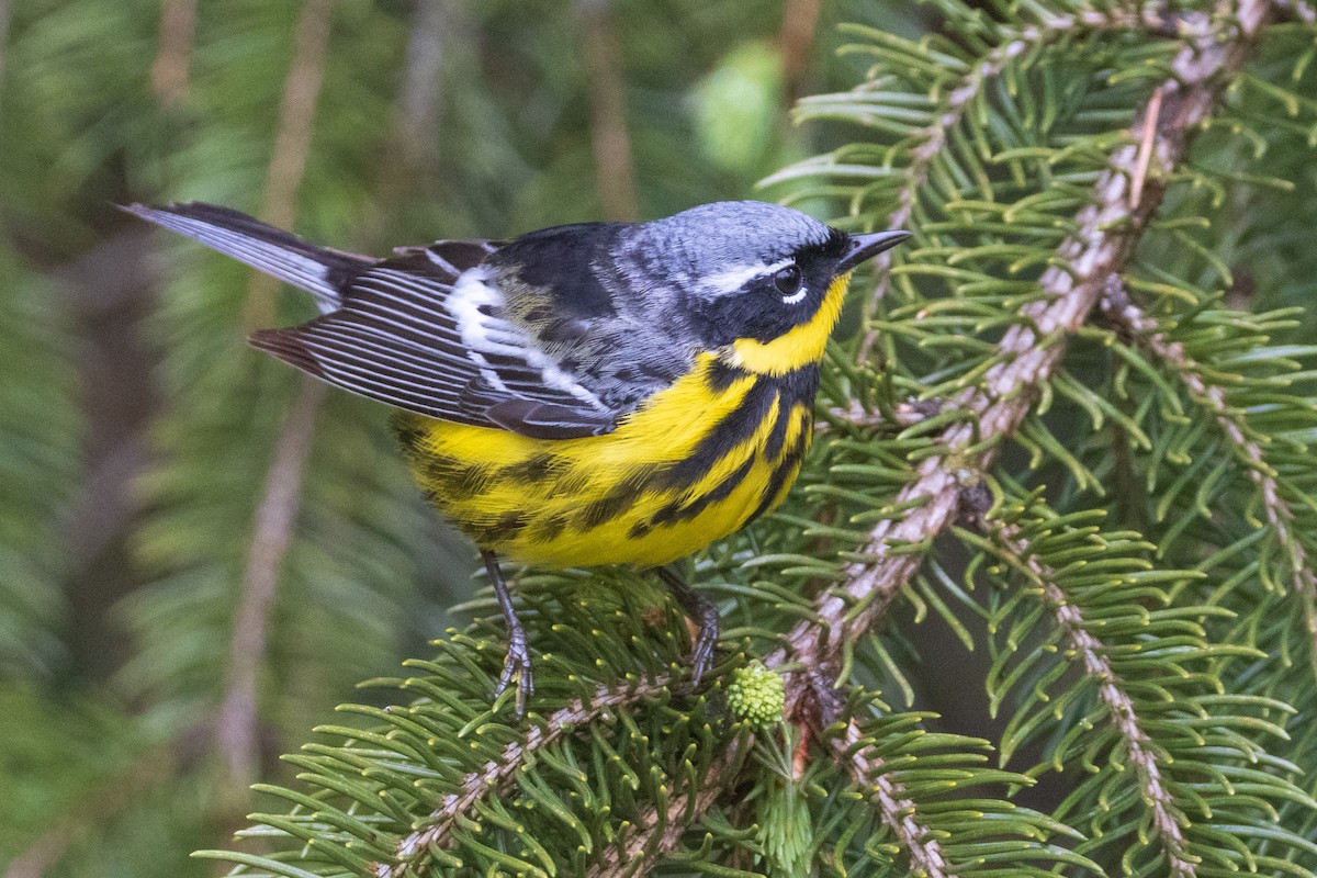 Magnolia Warbler - ML477752211