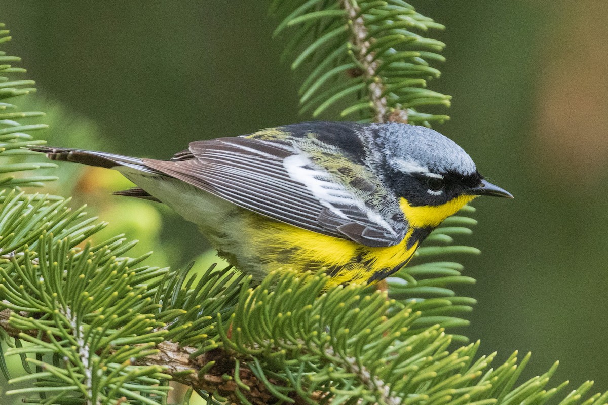 Magnolia Warbler - ML477752351