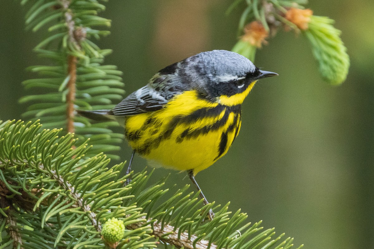 Magnolia Warbler - ML477752551