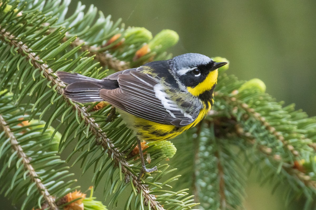 Magnolia Warbler - ML477752591