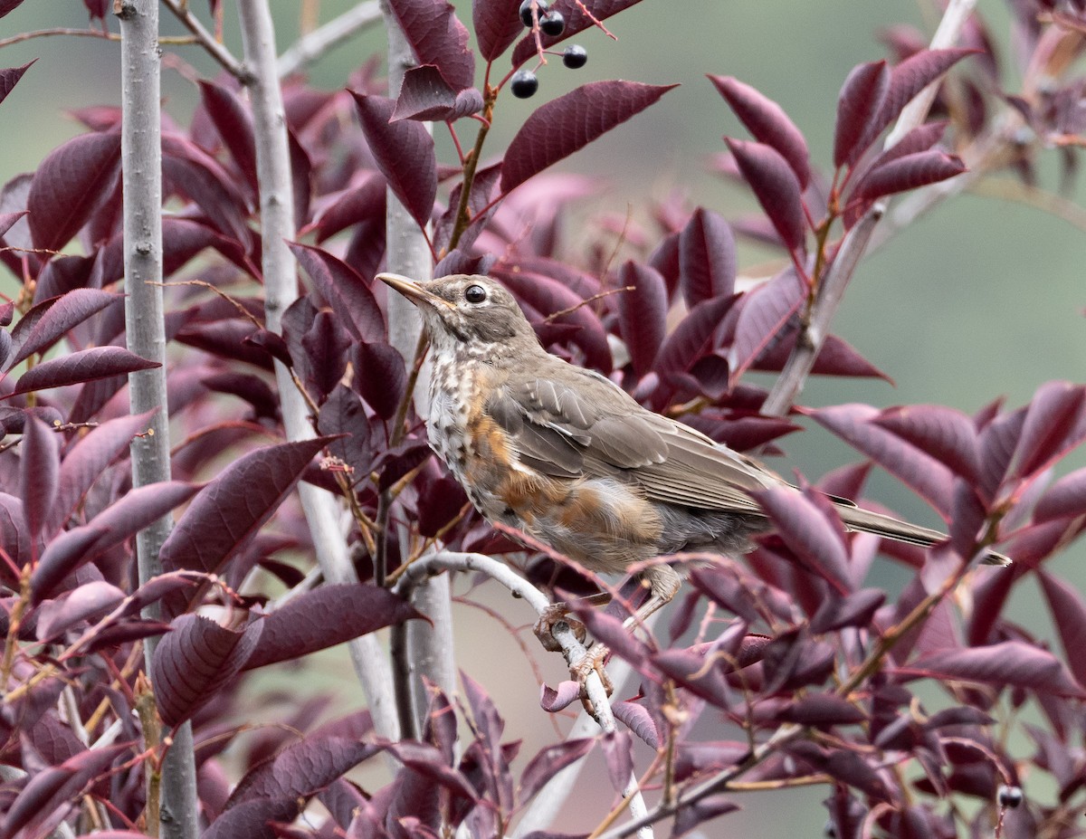 American Robin - ML477753261