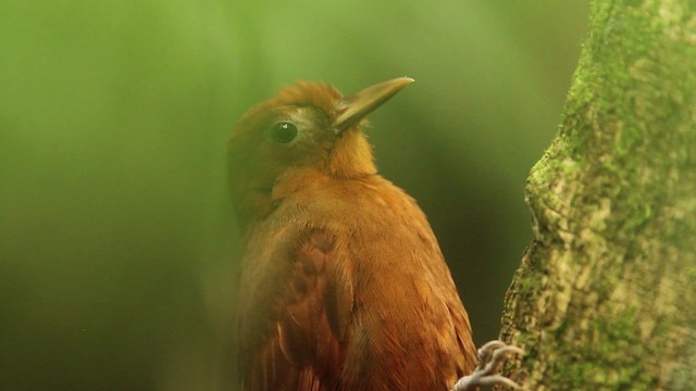 Ruddy Woodcreeper - ML477754