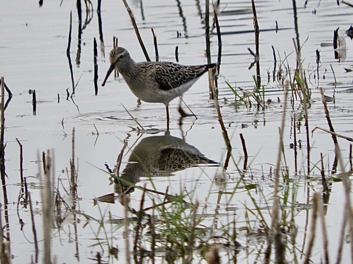 Stilt Sandpiper - ML477754791