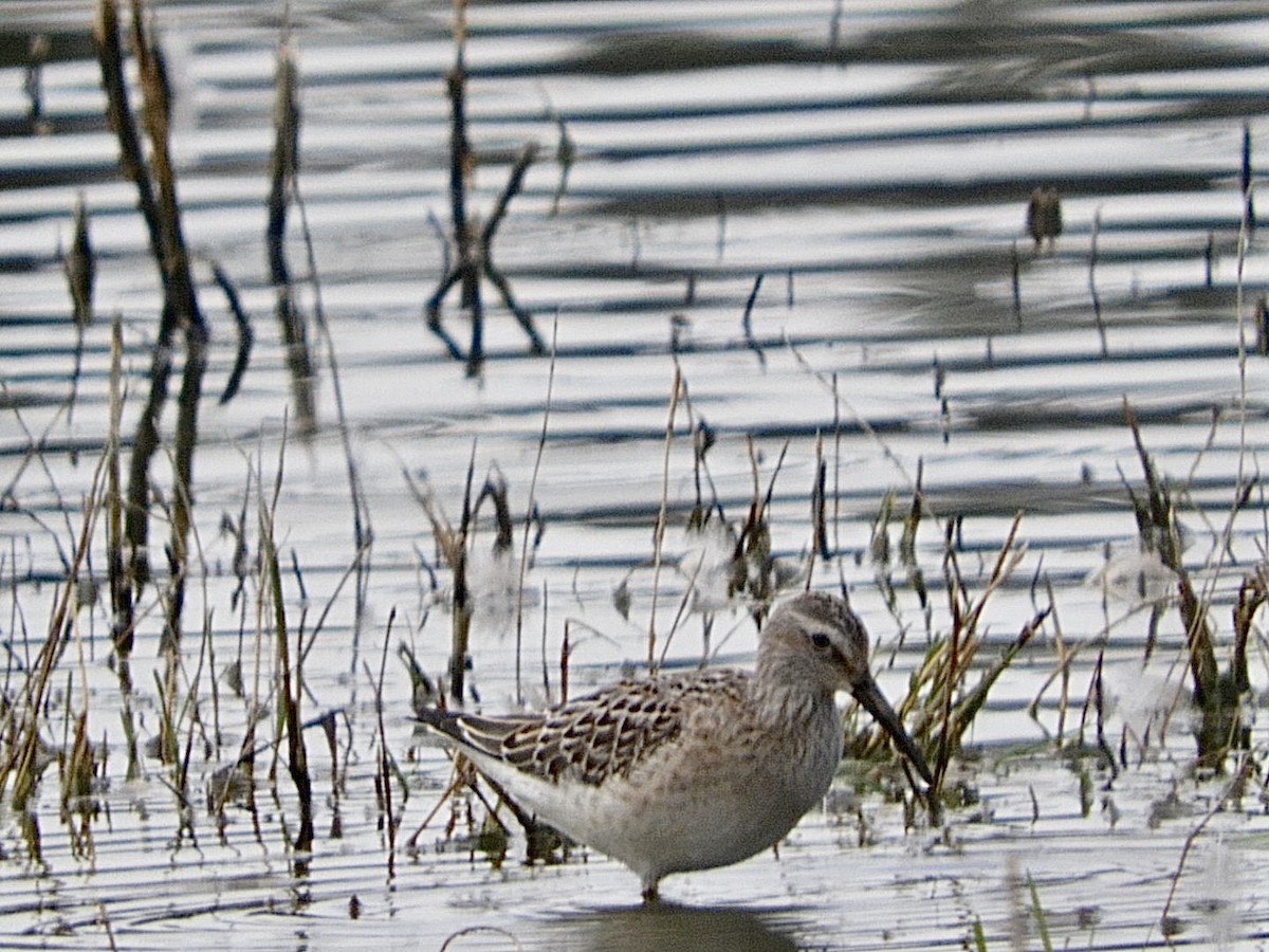 Stilt Sandpiper - ML477754801