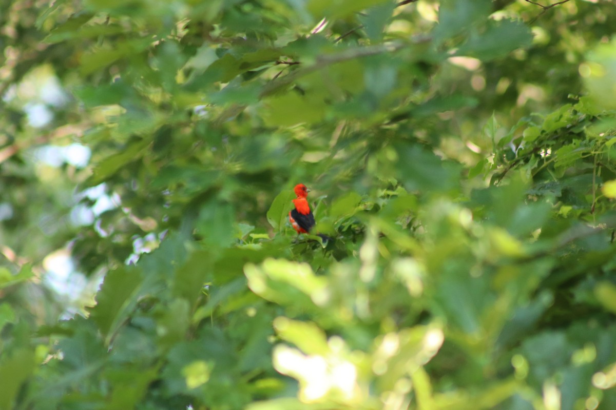 Scarlet Tanager - ML477755141