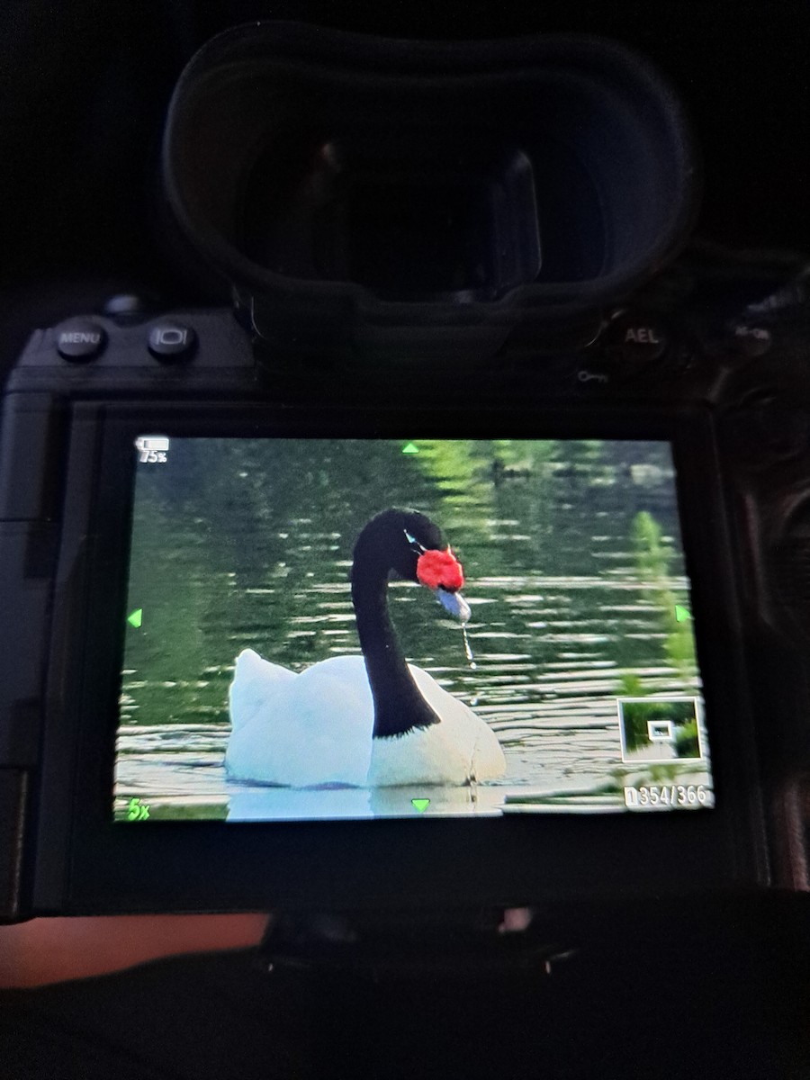 Black-necked Swan - ML477755291