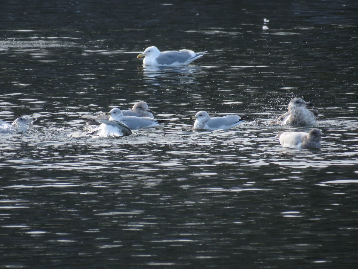 Gaviota de Delaware - ML47775681