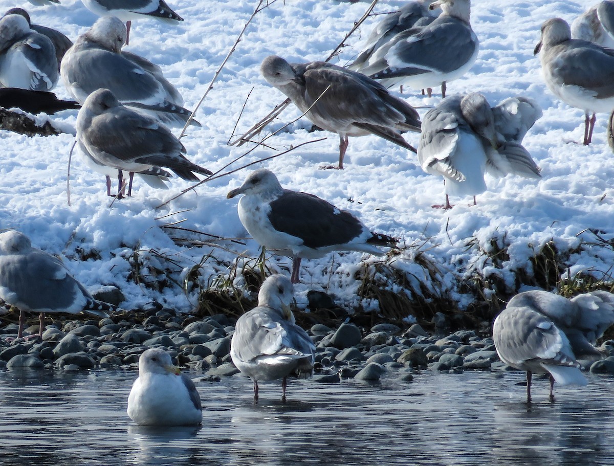 Gaviota de Kamchatka - ML47775731