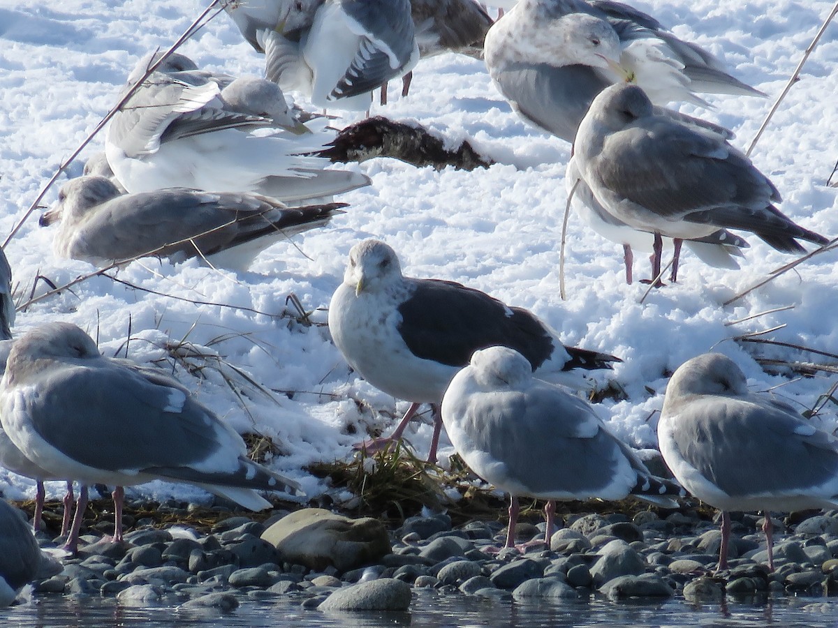 Gaviota de Kamchatka - ML47775791