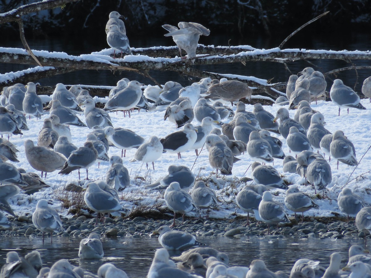 Gaviota de Kamchatka - ML47775801