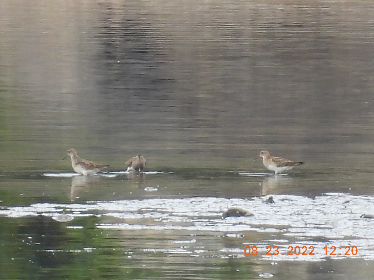 Pectoral Sandpiper - ML477762571