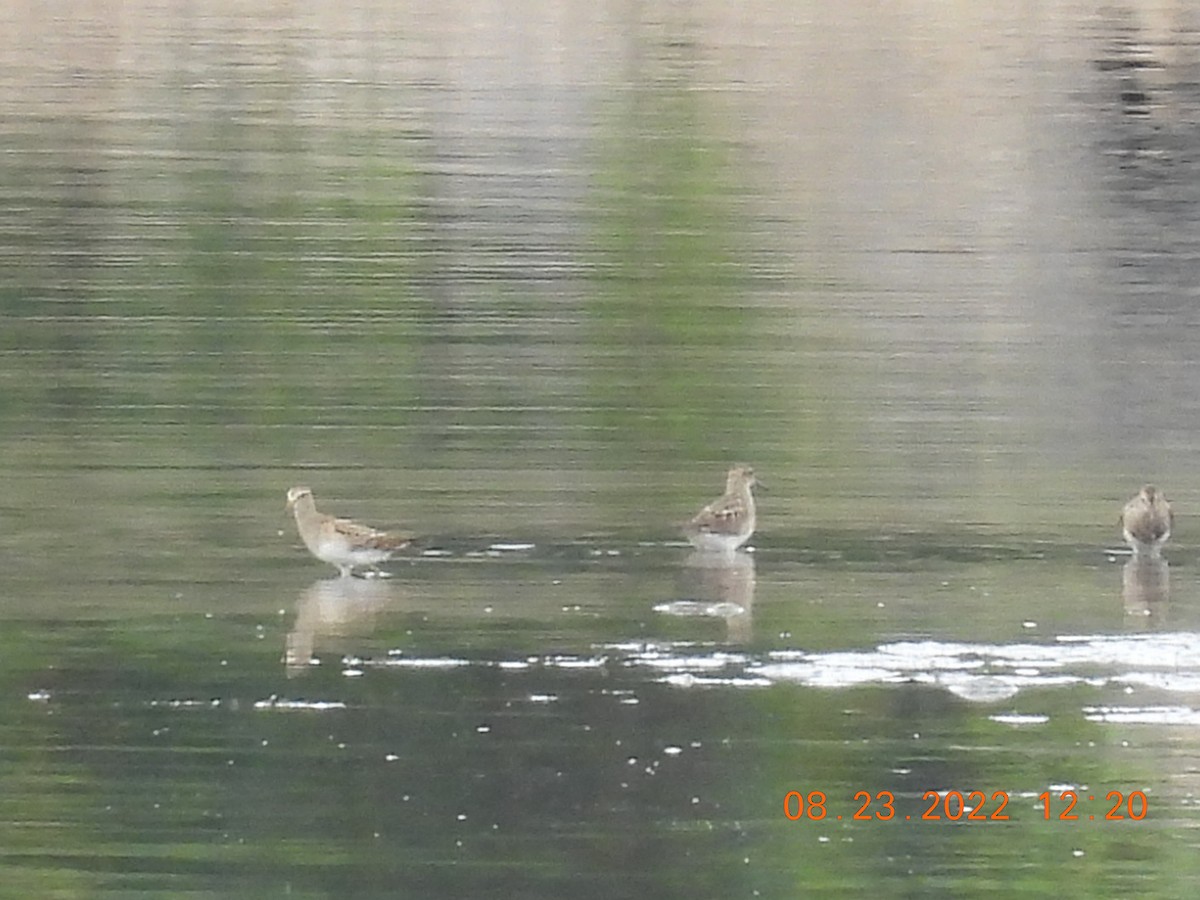 Pectoral Sandpiper - ML477762581