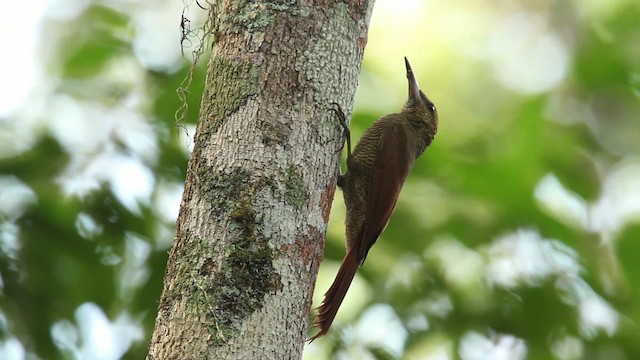 Northern Barred-Woodcreeper - ML477763