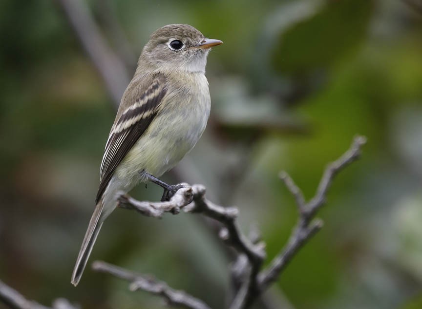 Least Flycatcher - ML477763771