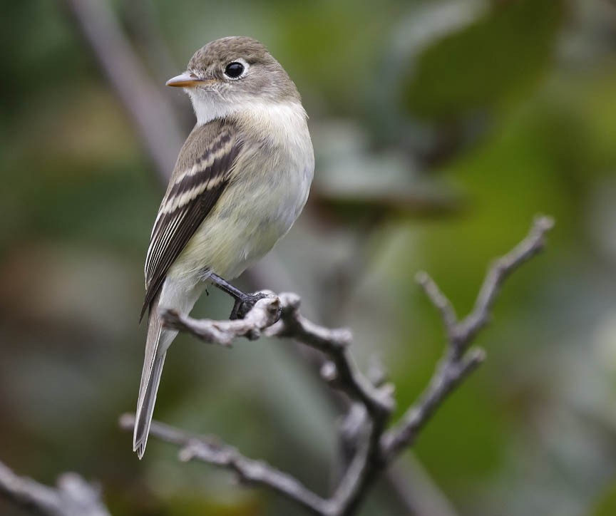 Least Flycatcher - ML477763781