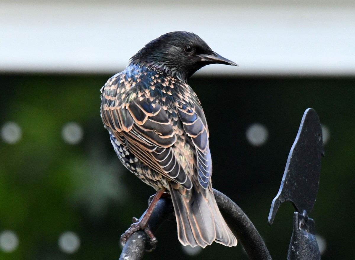 European Starling - ML477763821