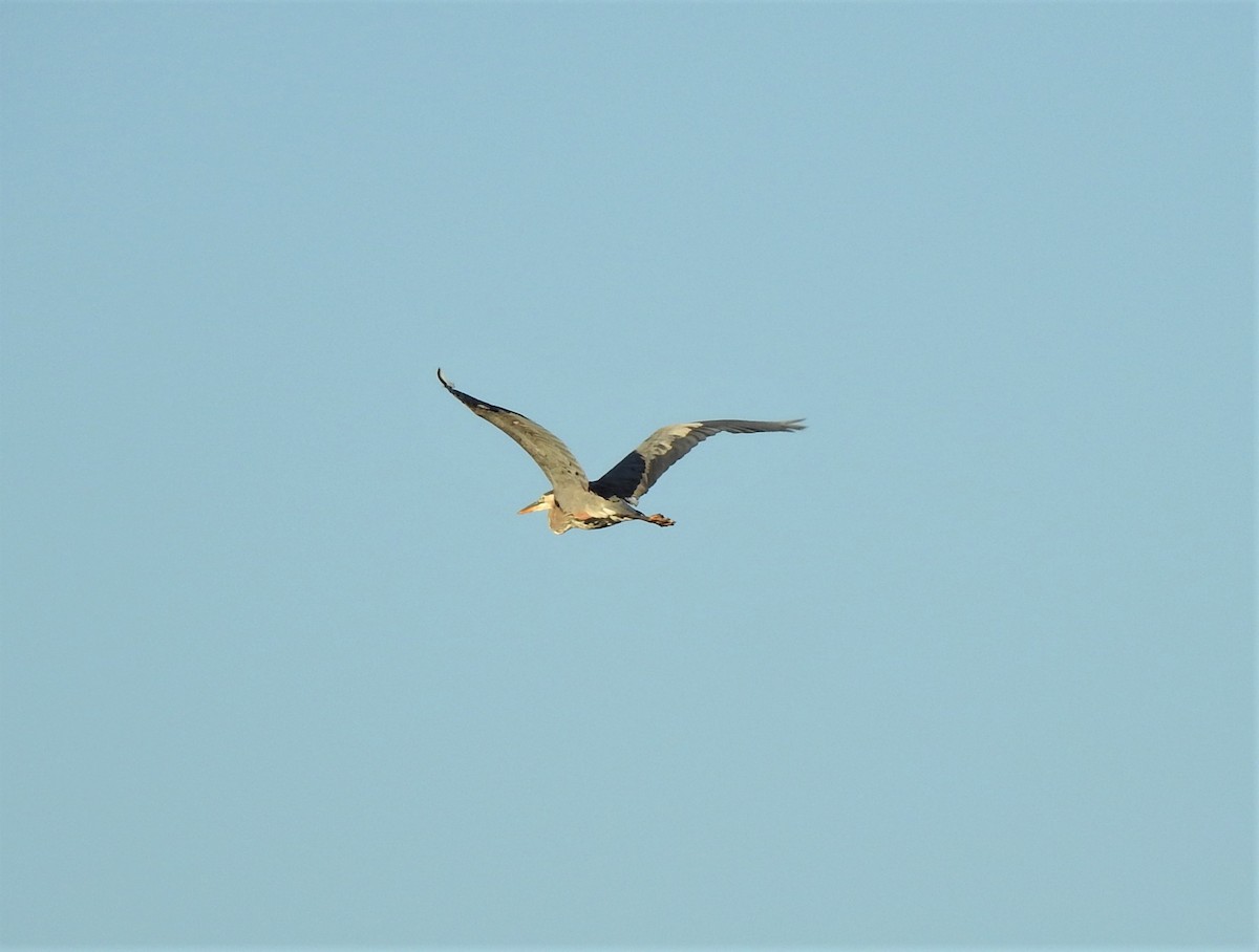 Great Blue Heron - ML477763951