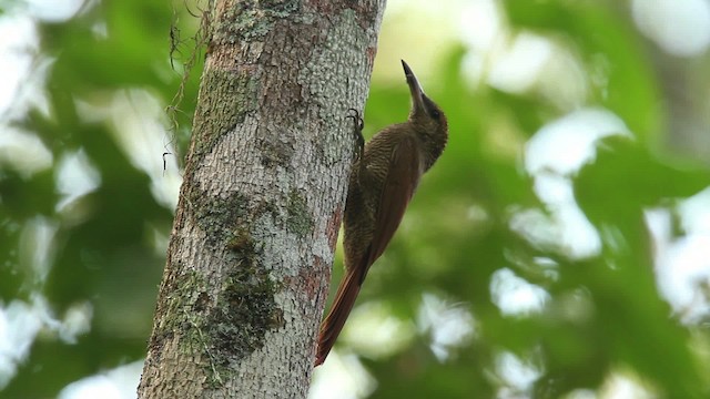 Northern Barred-Woodcreeper - ML477764