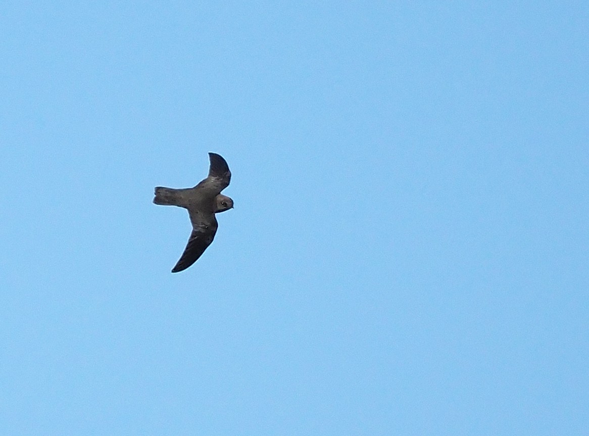 Black Swift - ML477764111