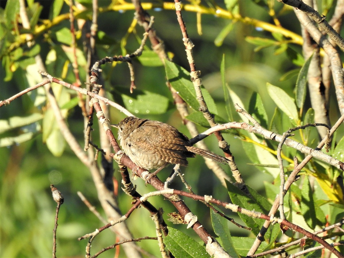 Northern House Wren - ML477764271