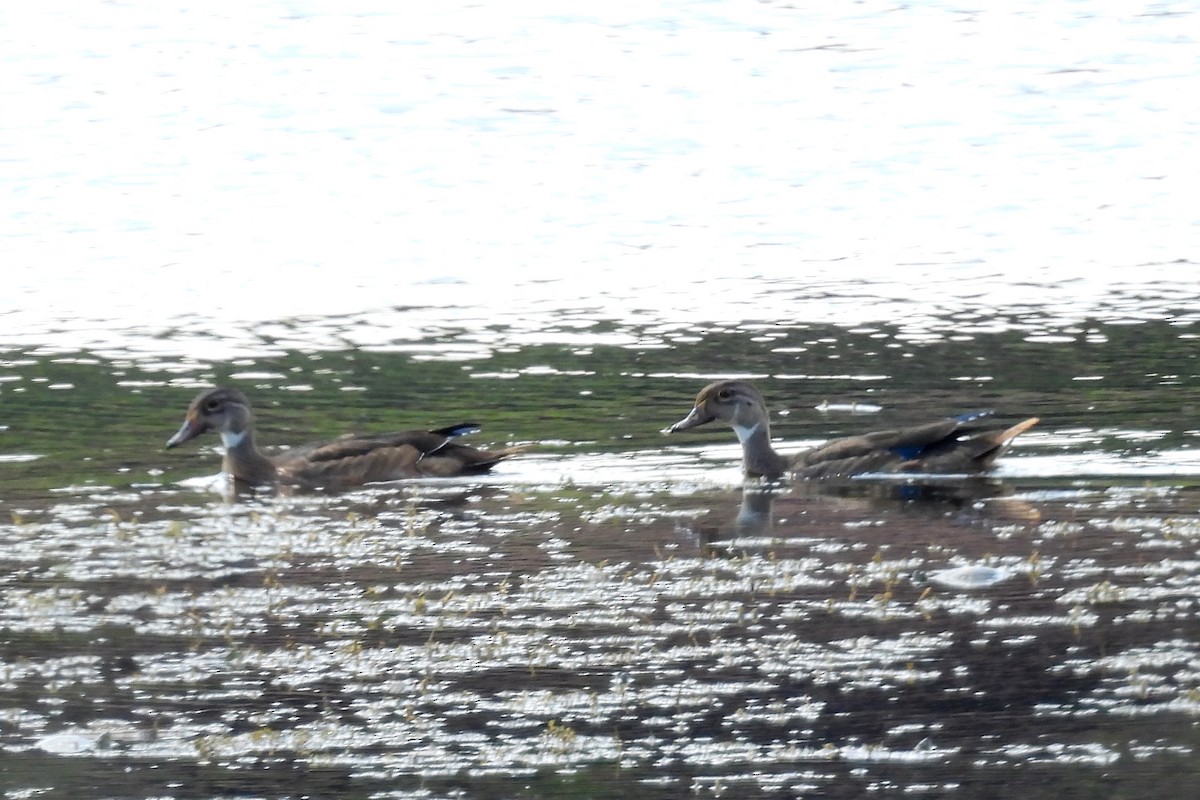 Canard branchu - ML477764431