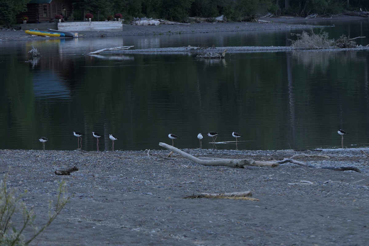 Black-necked Stilt - ML477764551