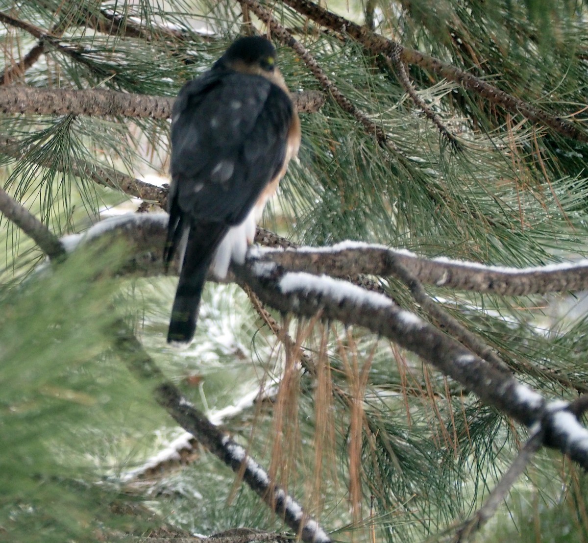 Sharp-shinned Hawk - ML47776461