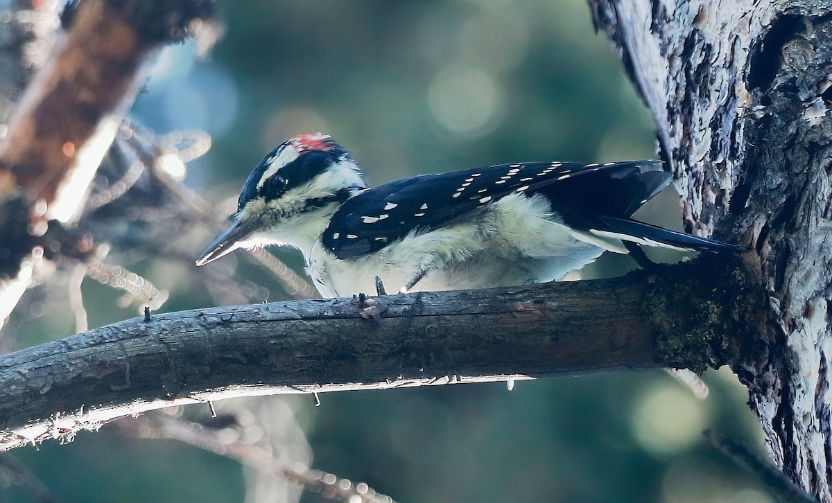 Hairy Woodpecker - ML477764831