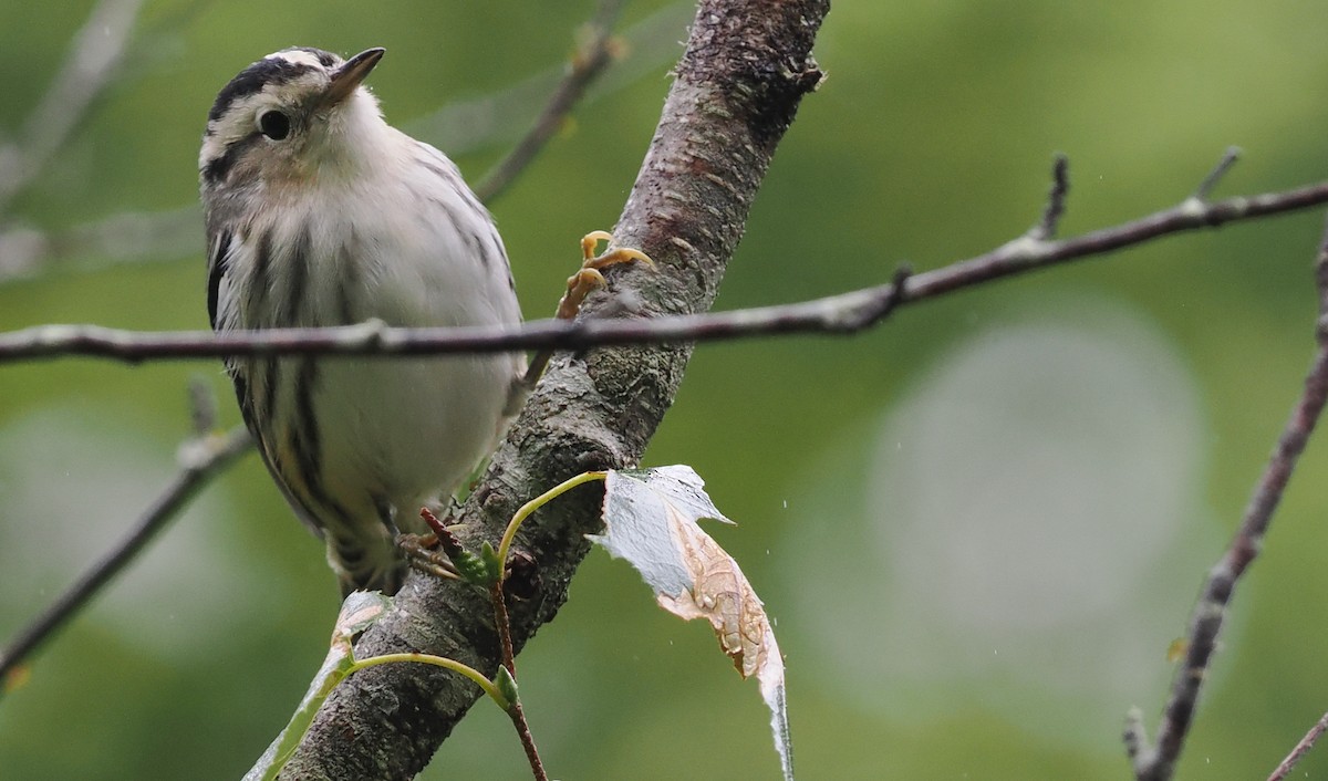 Black-and-white Warbler - ML477765951