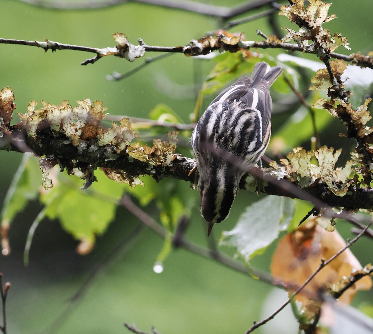 Black-and-white Warbler - ML477766001