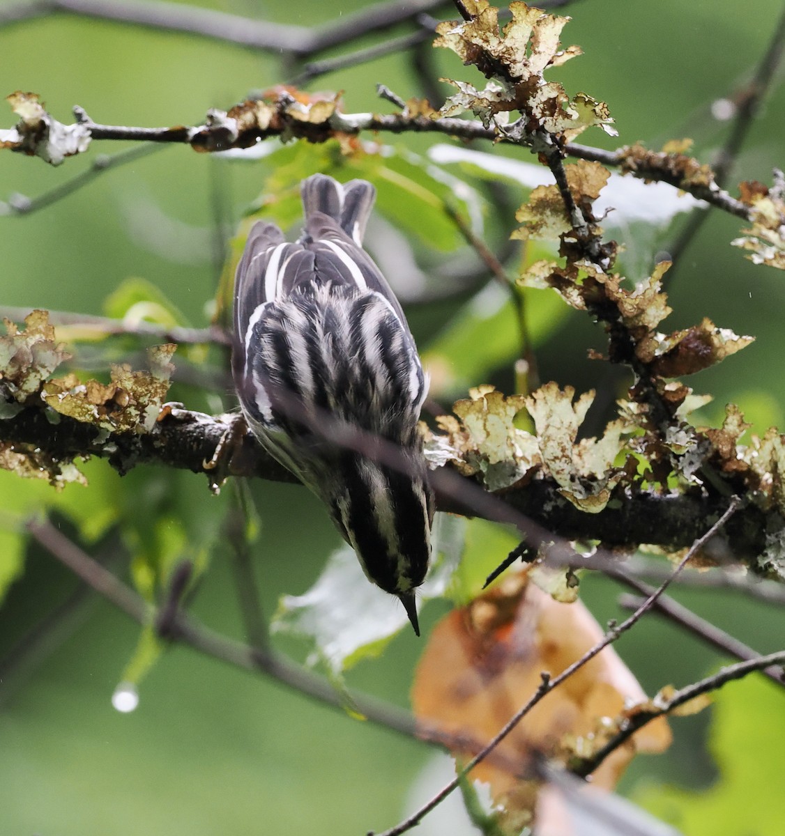 Black-and-white Warbler - ML477766011