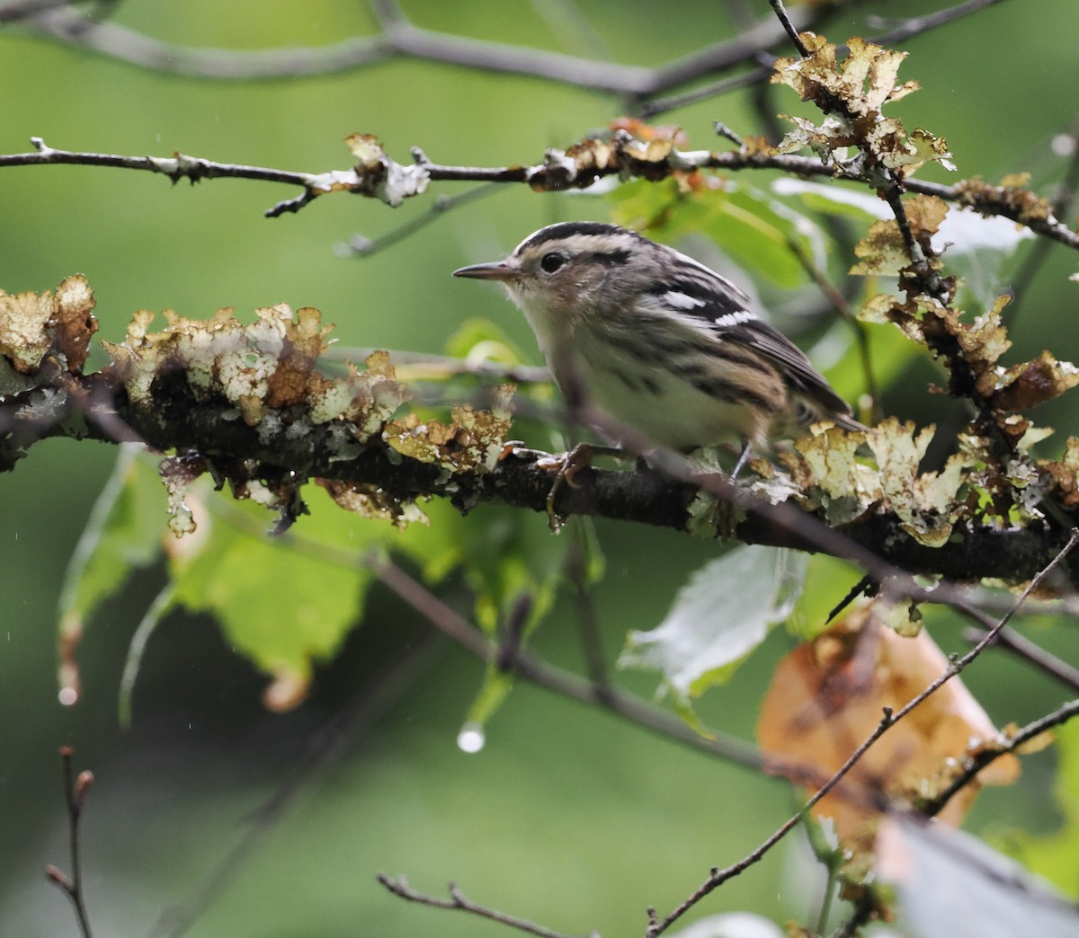 Black-and-white Warbler - ML477766061