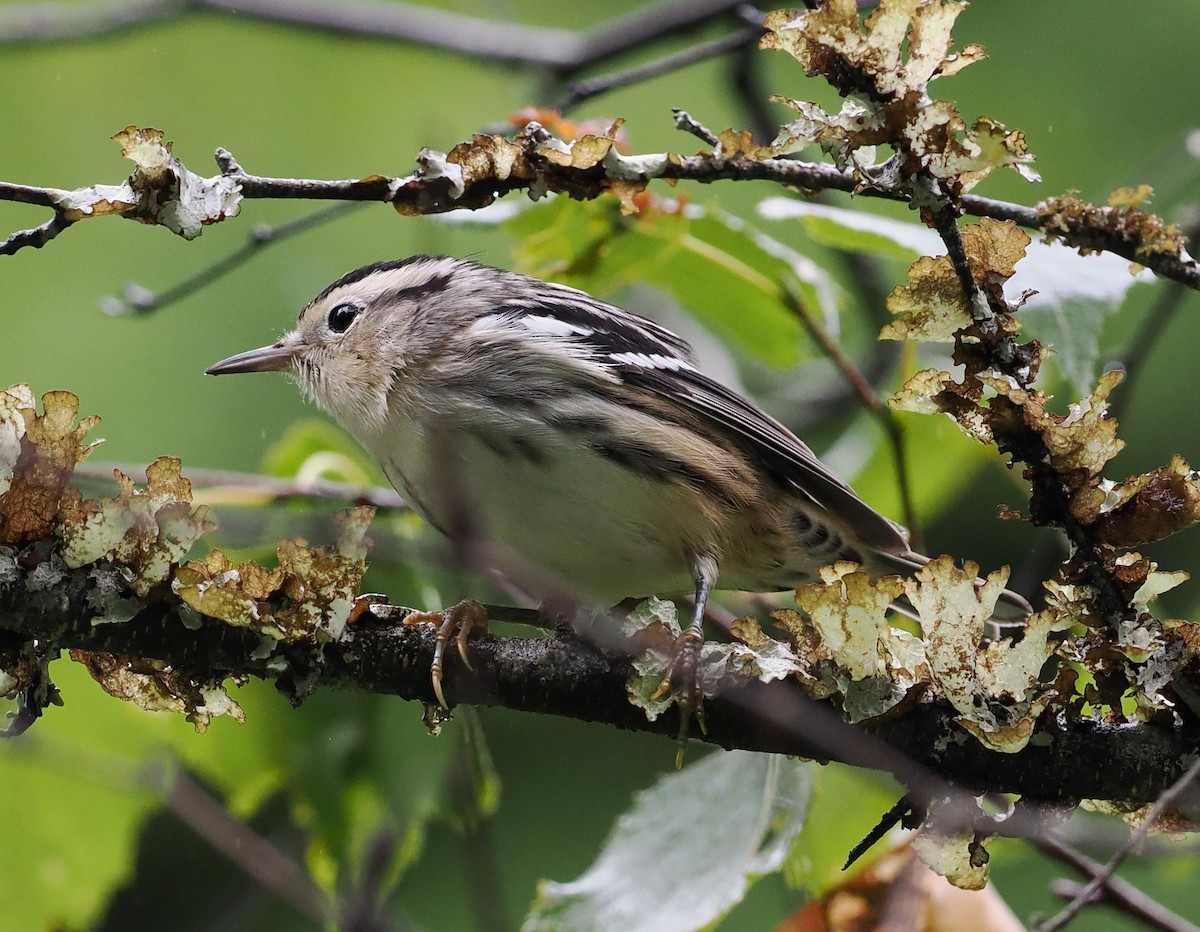 Black-and-white Warbler - ML477766101