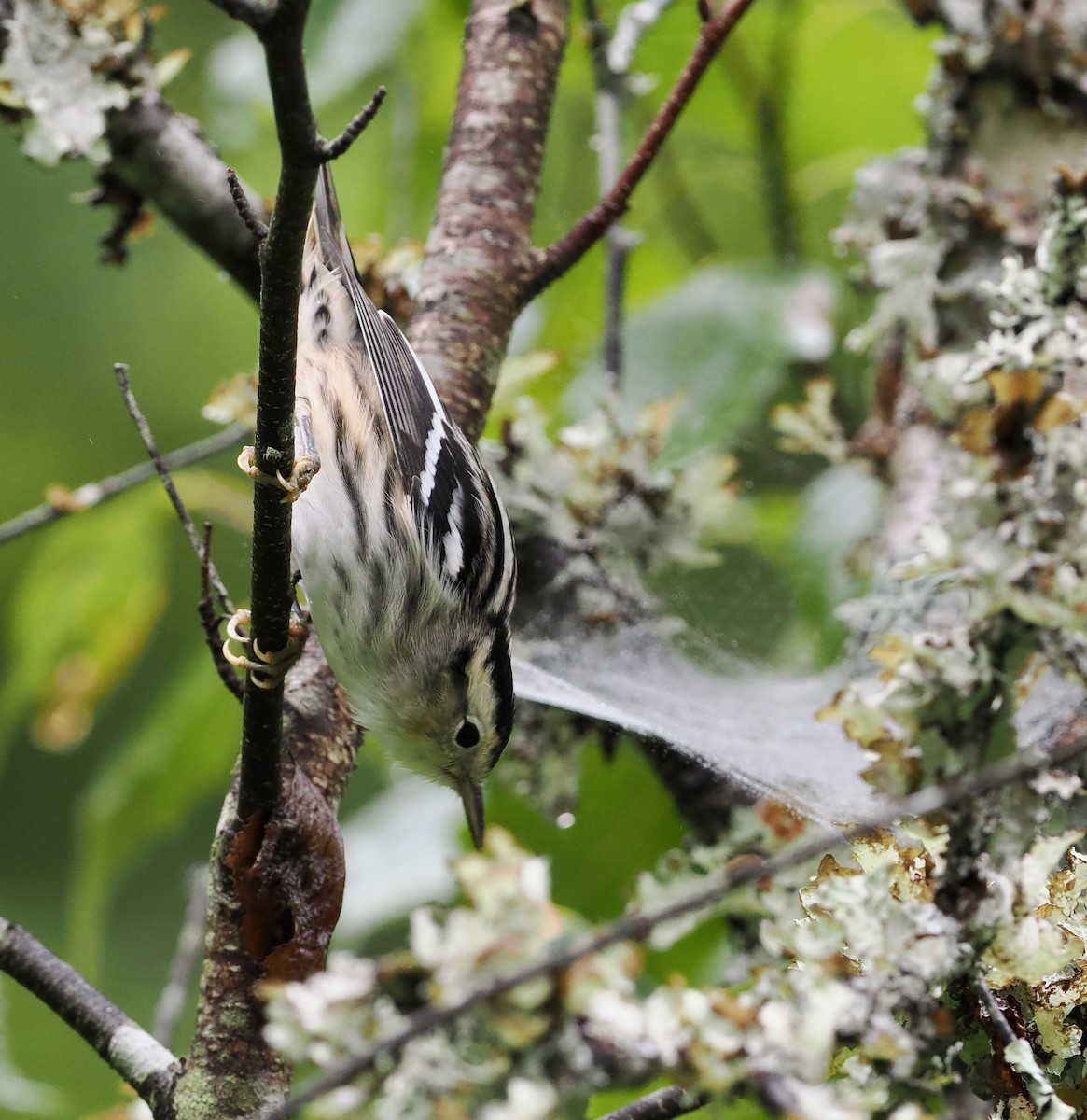 Black-and-white Warbler - ML477766111