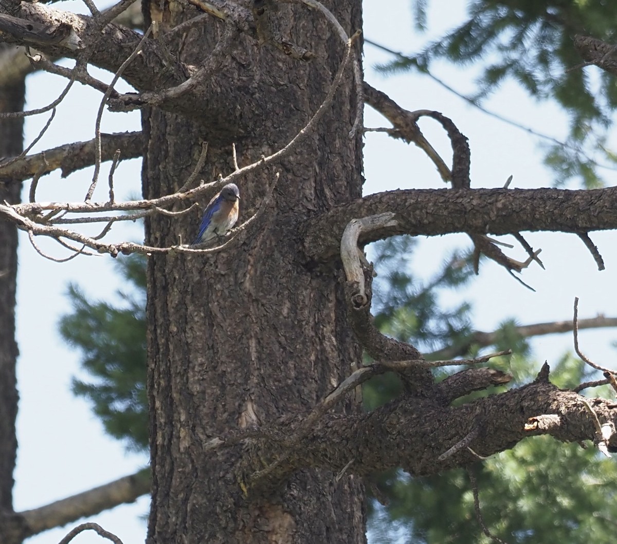 Western Bluebird - ML477766301