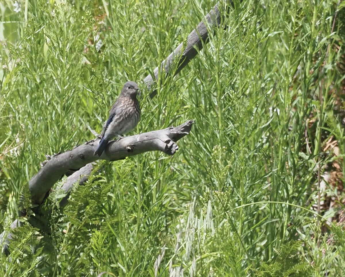 Western Bluebird - ML477766351