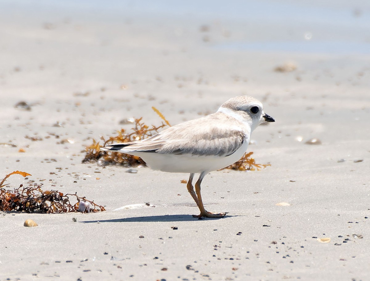 Piping Plover - ML477766371