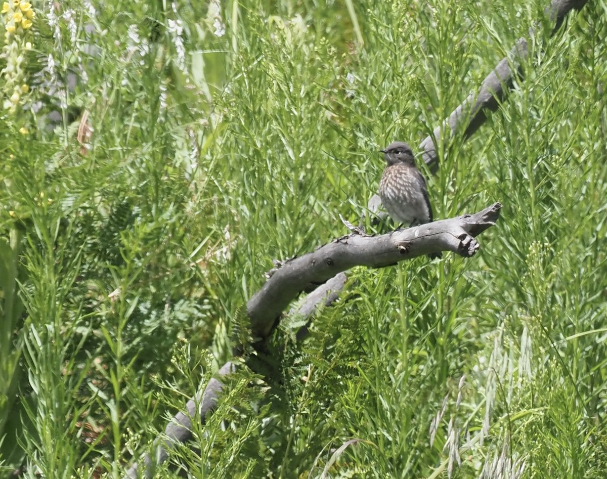 Blaukehl-Hüttensänger - ML477766381