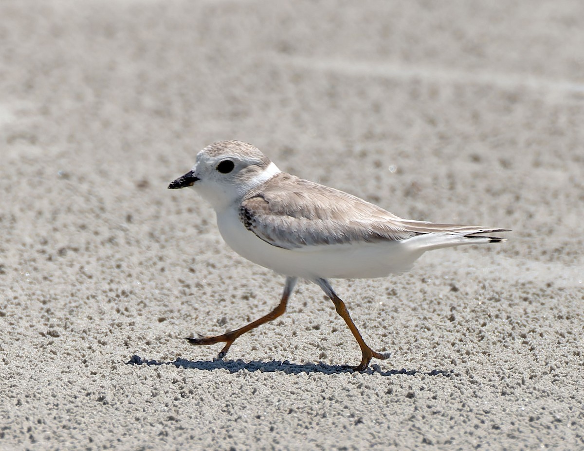 Piping Plover - ML477766391