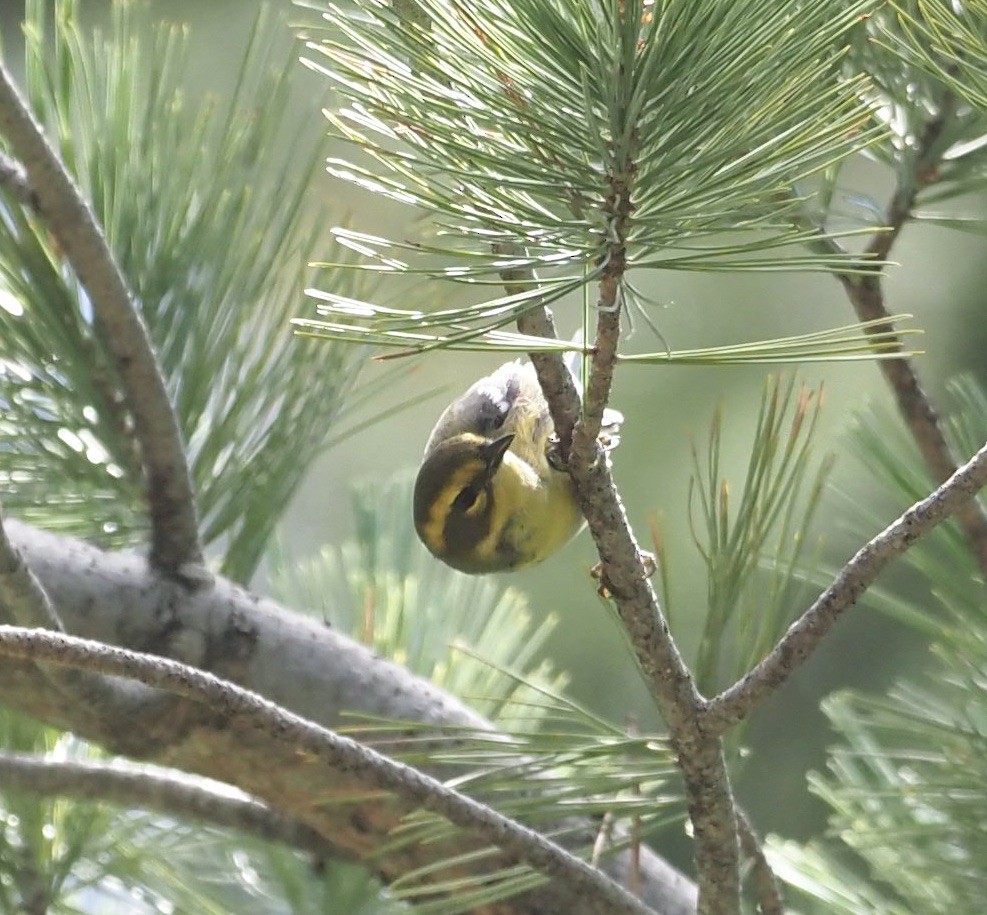 Townsend's Warbler - ML477768221