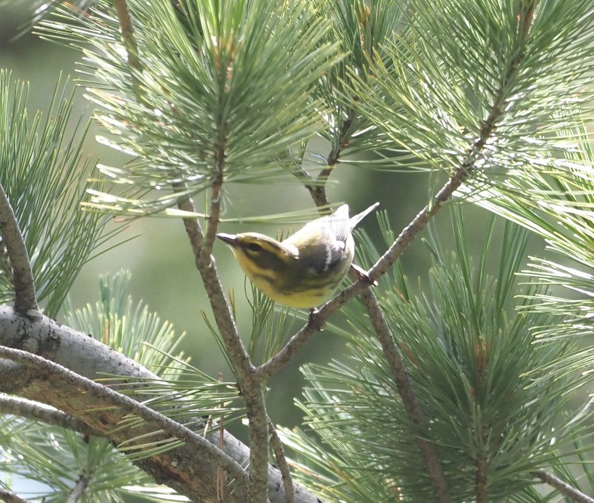 Townsend's Warbler - ML477768251