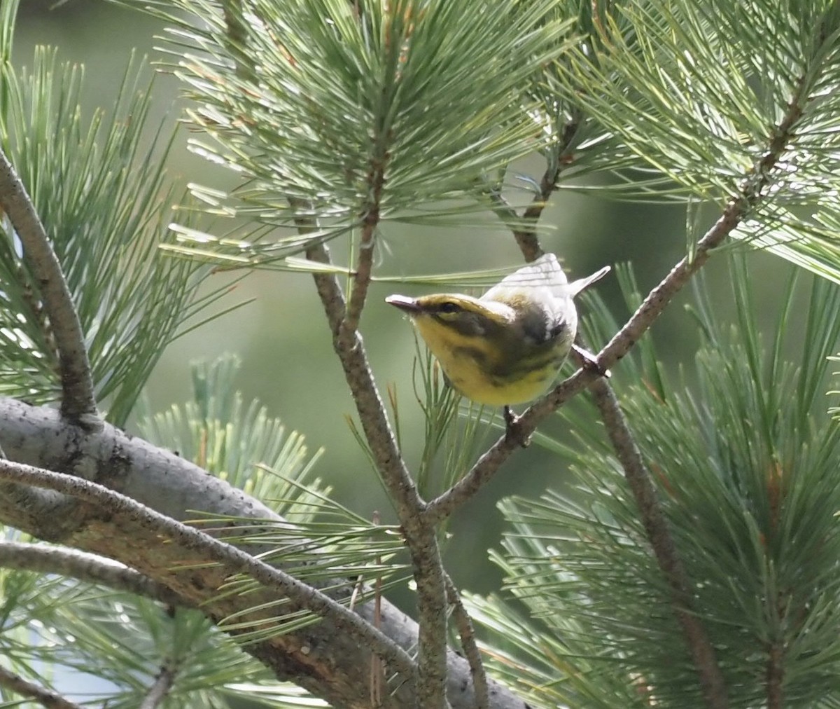 Townsend's Warbler - Bob Foehring