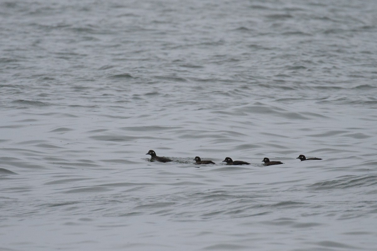 Harlequin Duck - ML477768311