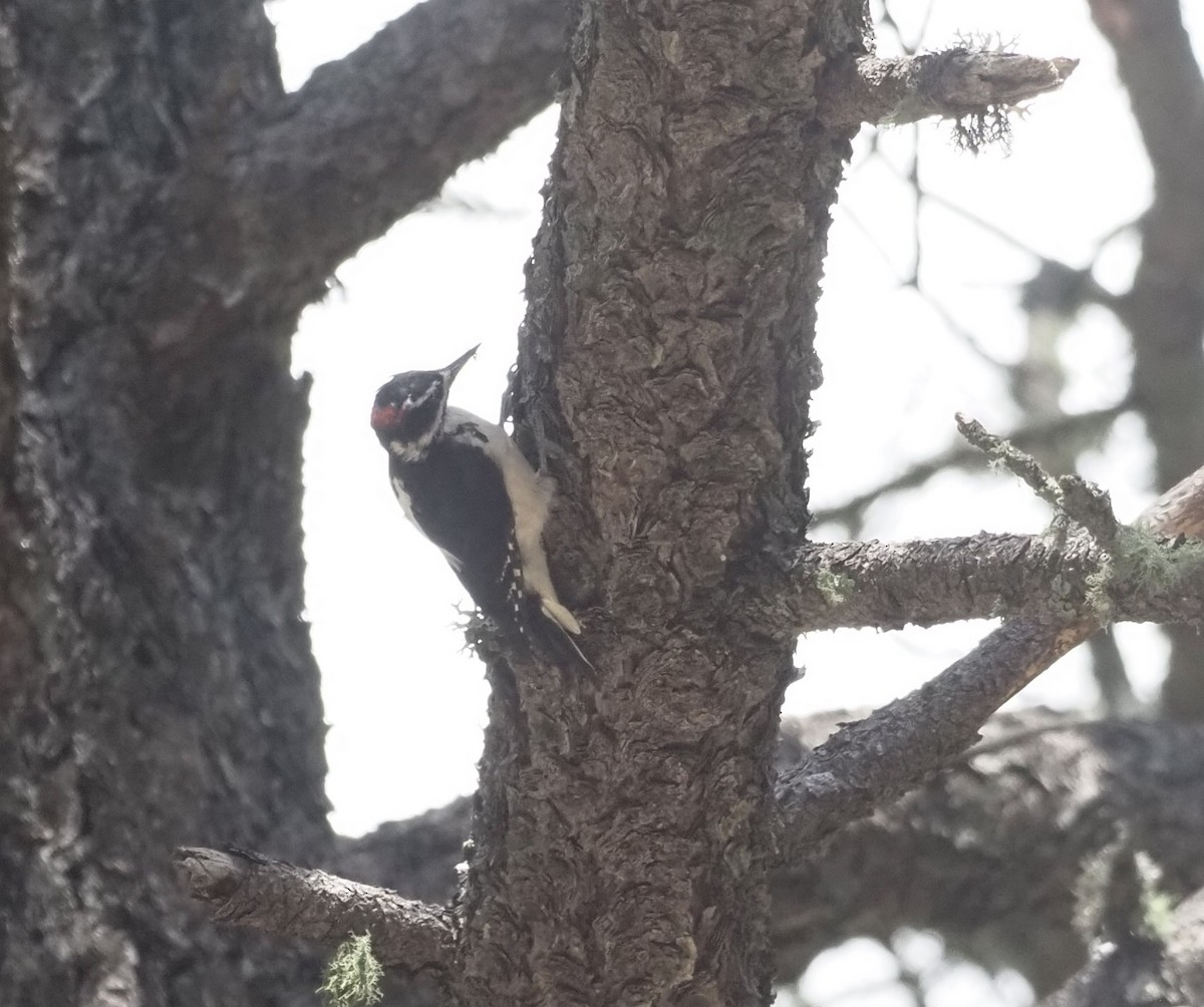 Hairy Woodpecker - ML477768411