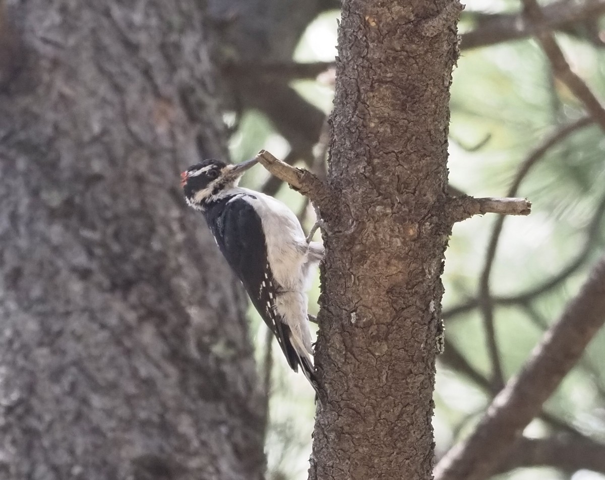 Hairy Woodpecker - ML477768471