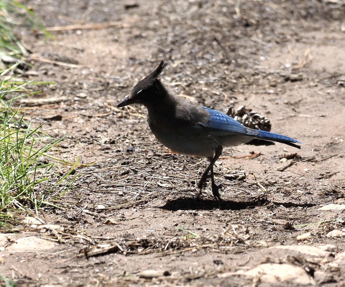 Steller's Jay (Southwest Interior) - ML477768521