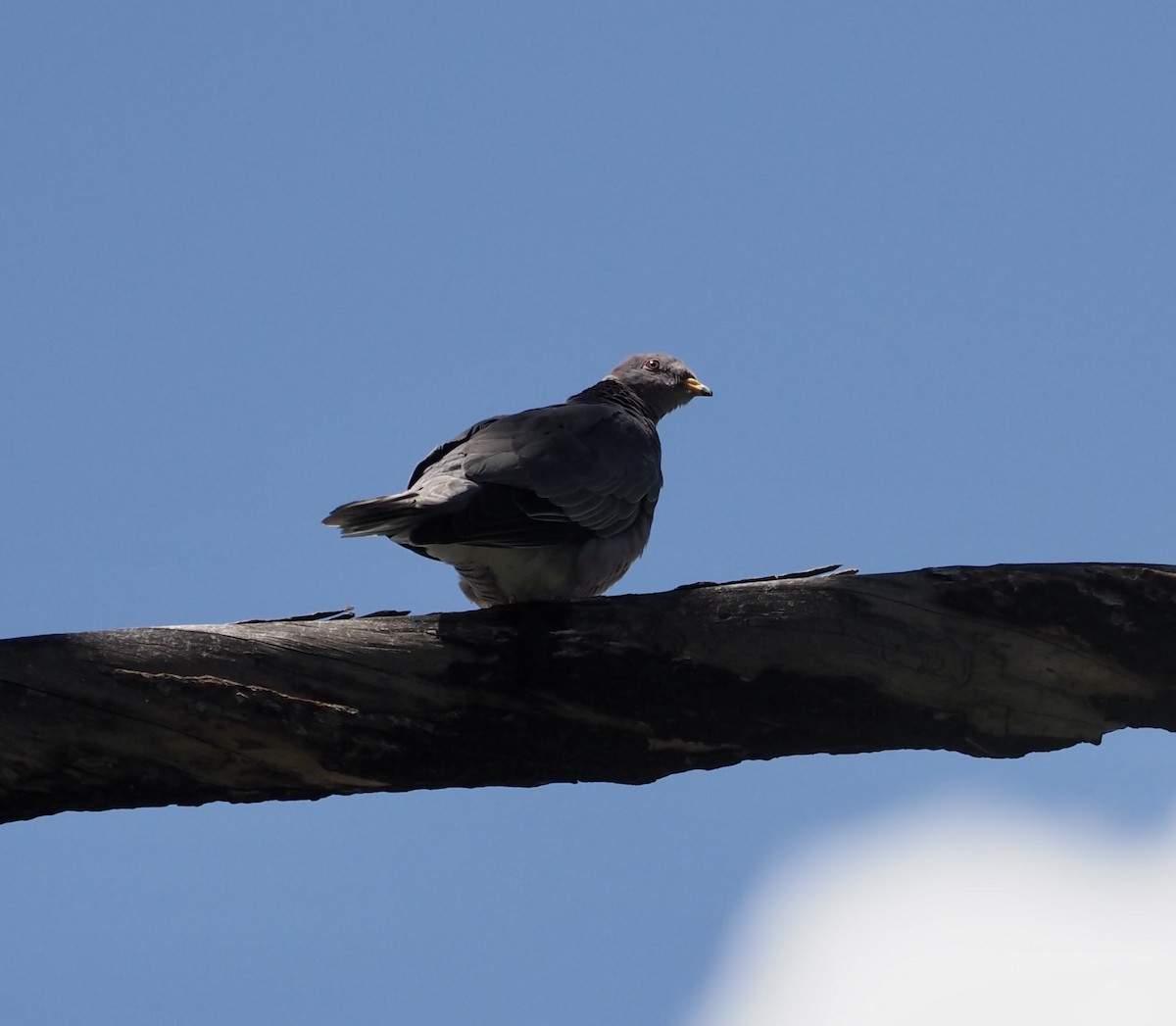 Band-tailed Pigeon - Bob Foehring