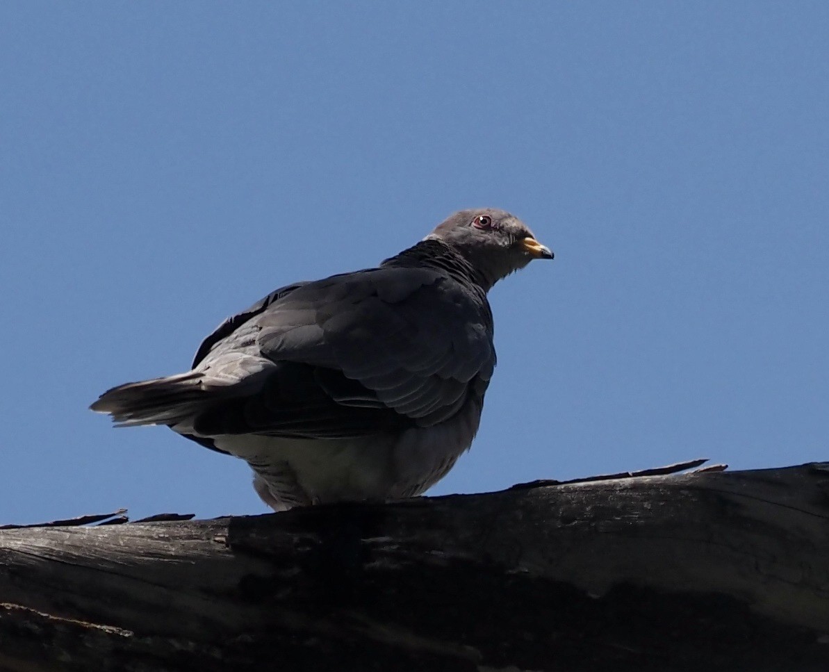 Band-tailed Pigeon - ML477768611