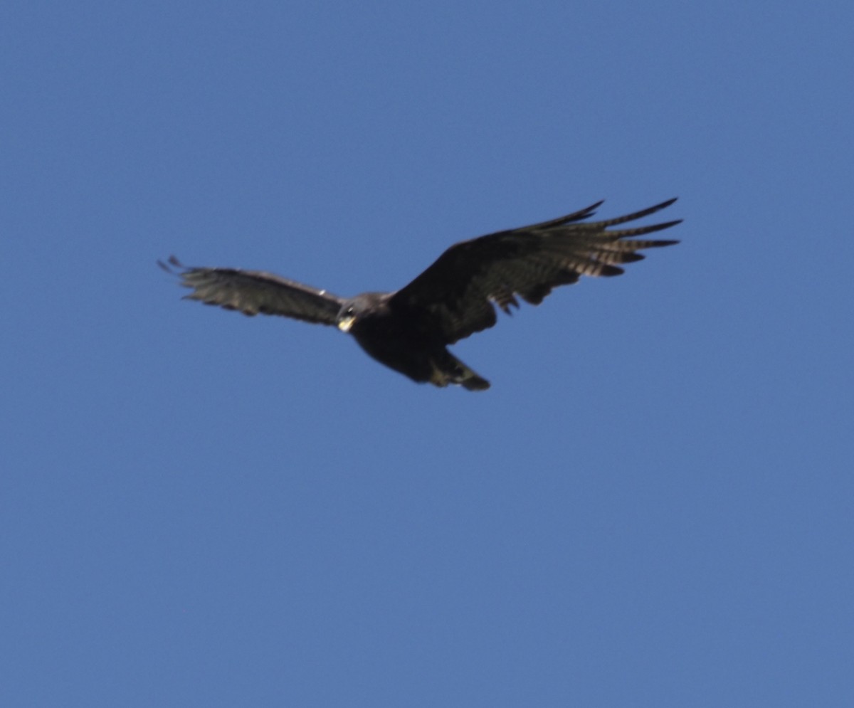 Zone-tailed Hawk - Bob Foehring