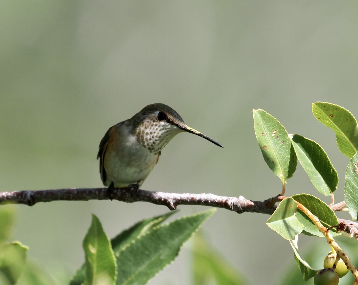 Rufous Hummingbird - ML477768901